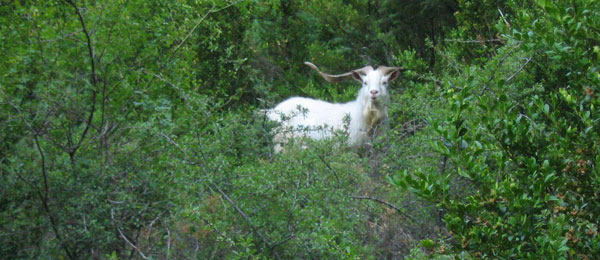 CabrOtín